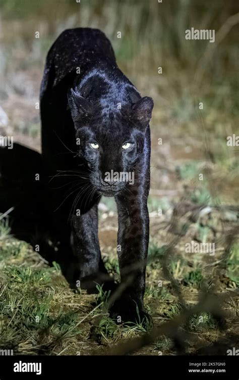 panthera pardus hermes|where are black panthers found.